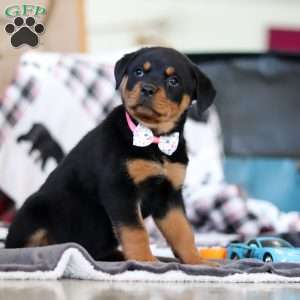 Ellie, Rottweiler Puppy